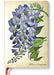 Paperblanks Painted Botanicals Weeping Wisteria Mini Lined Journal