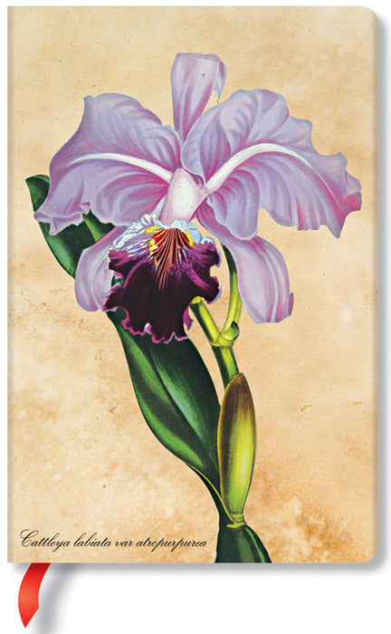 Paperblanks Painted Botanicals Brazilian Orchids Mini Lined Journal