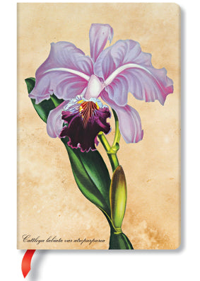 Paperblanks Painted Botanicals Brazilian Orchids Mini Unlined Journal