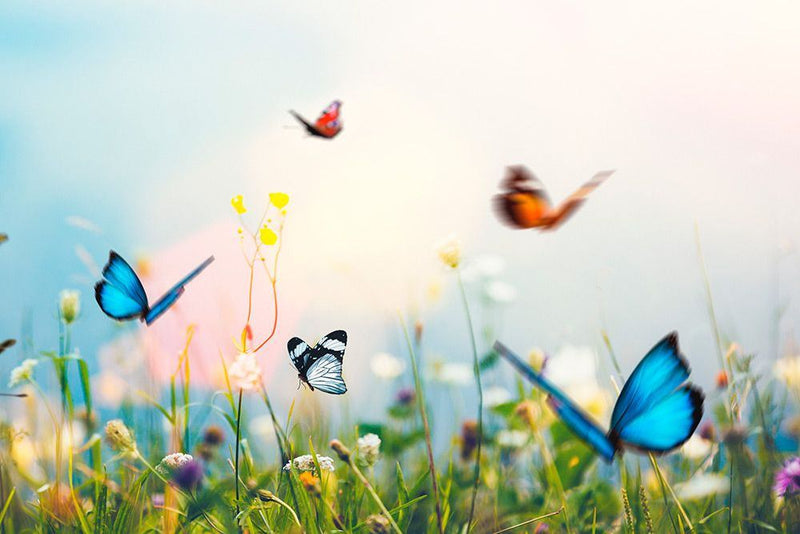 Paperblanks Flexi Flutterbyes Mini Lined Journal, 176pages